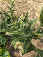 Consoude (photo Mrugala F., Lens,  juil 2023)(5)